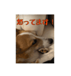 コーギー犬くうすけからのメッセージ（個別スタンプ：29）