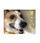 コーギー犬くうすけからのメッセージ（個別スタンプ：30）