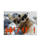 コーギー犬くうすけからのメッセージ（個別スタンプ：31）