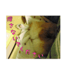 コーギー犬くうすけからのメッセージ（個別スタンプ：32）