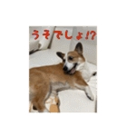 コーギー犬くうすけからのメッセージ（個別スタンプ：33）