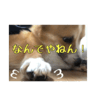 コーギー犬くうすけからのメッセージ（個別スタンプ：34）
