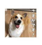 コーギー犬くうすけからのメッセージ（個別スタンプ：35）