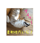 コーギー犬くうすけからのメッセージ（個別スタンプ：36）