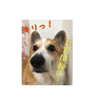 コーギー犬くうすけからのメッセージ（個別スタンプ：37）