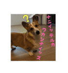 コーギー犬くうすけからのメッセージ（個別スタンプ：38）