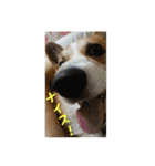 コーギー犬くうすけからのメッセージ（個別スタンプ：39）