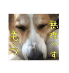 コーギー犬くうすけからのメッセージ（個別スタンプ：40）