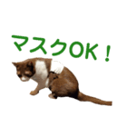 パンタソ（個別スタンプ：4）