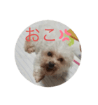 マルチーズの凛音ちゃん2（個別スタンプ：1）