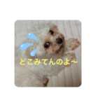 マルチーズの凛音ちゃん2（個別スタンプ：2）