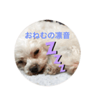 マルチーズの凛音ちゃん2（個別スタンプ：7）