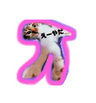 M家ペットふぁみ（個別スタンプ：3）