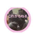 M家ペットふぁみ（個別スタンプ：9）