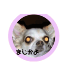 M家ペットふぁみ（個別スタンプ：11）