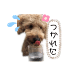 かわいいマーティーの生活（個別スタンプ：13）
