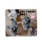 プードルたまにダックス2（個別スタンプ：16）