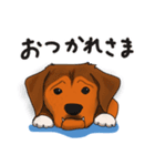 犬のラン（個別スタンプ：6）