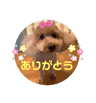 チャチャコちゃん❣️（個別スタンプ：9）