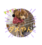 チャチャコちゃん❣️（個別スタンプ：11）