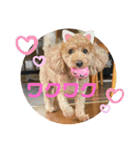 チャチャコちゃん❣️（個別スタンプ：13）