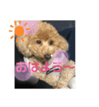 チャチャコちゃん❣️（個別スタンプ：15）