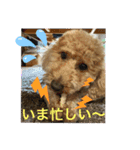 チャチャコちゃん❣️（個別スタンプ：16）