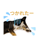 黒柴はな（個別スタンプ：5）