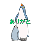 ペンギン親子キャラBIGスタンプ_20200725（個別スタンプ：5）