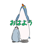 ペンギン親子キャラBIGスタンプ_20200725（個別スタンプ：6）