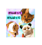愛する猫たち ベンガル スコ エギゾチック（個別スタンプ：1）