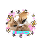 愛する猫たち ベンガル スコ エギゾチック（個別スタンプ：2）