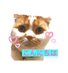 愛する猫たち ベンガル スコ エギゾチック（個別スタンプ：3）