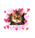 愛する猫たち ベンガル スコ エギゾチック（個別スタンプ：4）