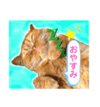 愛する猫たち ベンガル スコ エギゾチック（個別スタンプ：5）
