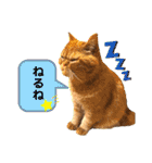 愛する猫たち ベンガル スコ エギゾチック（個別スタンプ：6）