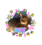 愛する猫たち ベンガル スコ エギゾチック（個別スタンプ：8）