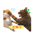 愛する猫たち ベンガル スコ エギゾチック（個別スタンプ：9）