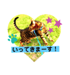 愛する猫たち ベンガル スコ エギゾチック（個別スタンプ：10）