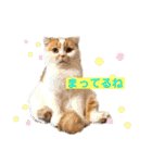 愛する猫たち ベンガル スコ エギゾチック（個別スタンプ：11）
