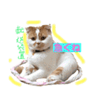 愛する猫たち ベンガル スコ エギゾチック（個別スタンプ：12）