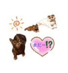 愛する猫たち ベンガル スコ エギゾチック（個別スタンプ：13）