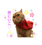 愛する猫たち ベンガル スコ エギゾチック（個別スタンプ：14）