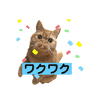 愛する猫たち ベンガル スコ エギゾチック（個別スタンプ：15）