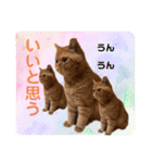 愛する猫たち ベンガル スコ エギゾチック（個別スタンプ：17）