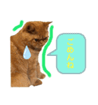 愛する猫たち ベンガル スコ エギゾチック（個別スタンプ：21）