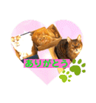 愛する猫たち ベンガル スコ エギゾチック（個別スタンプ：22）