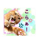 愛する猫たち ベンガル スコ エギゾチック（個別スタンプ：23）