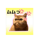 愛する猫たち ベンガル スコ エギゾチック（個別スタンプ：24）