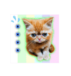 愛する猫たち ベンガル スコ エギゾチック（個別スタンプ：25）